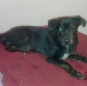 Meet your Posher, James